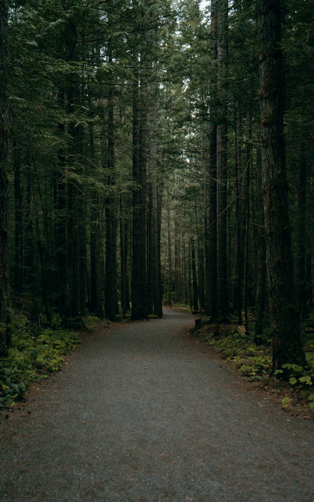 gray asphalt road in between green trees during daytime