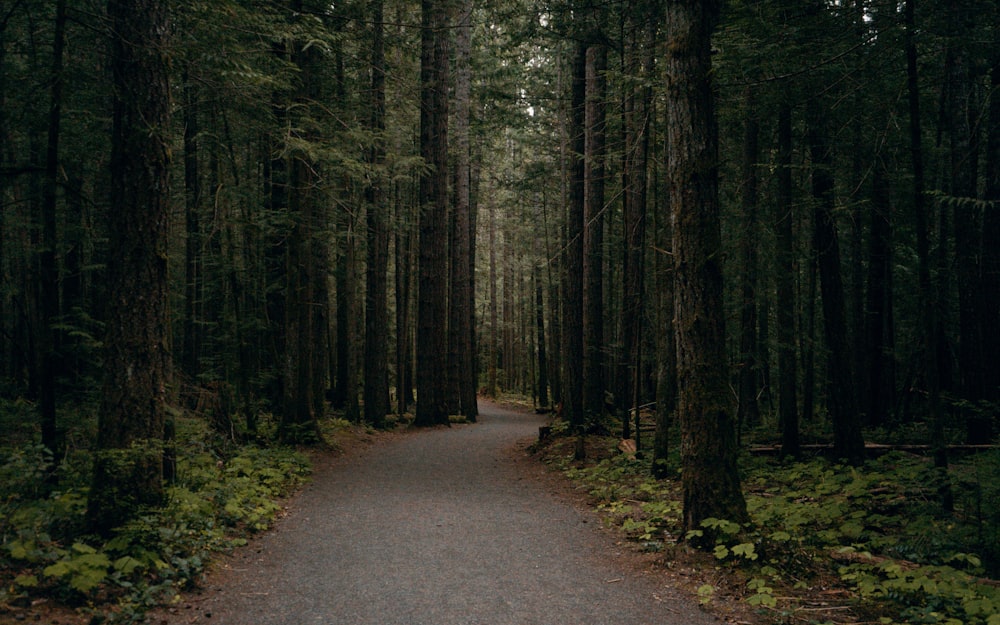 gray pathway in the middle of forest during daytime
