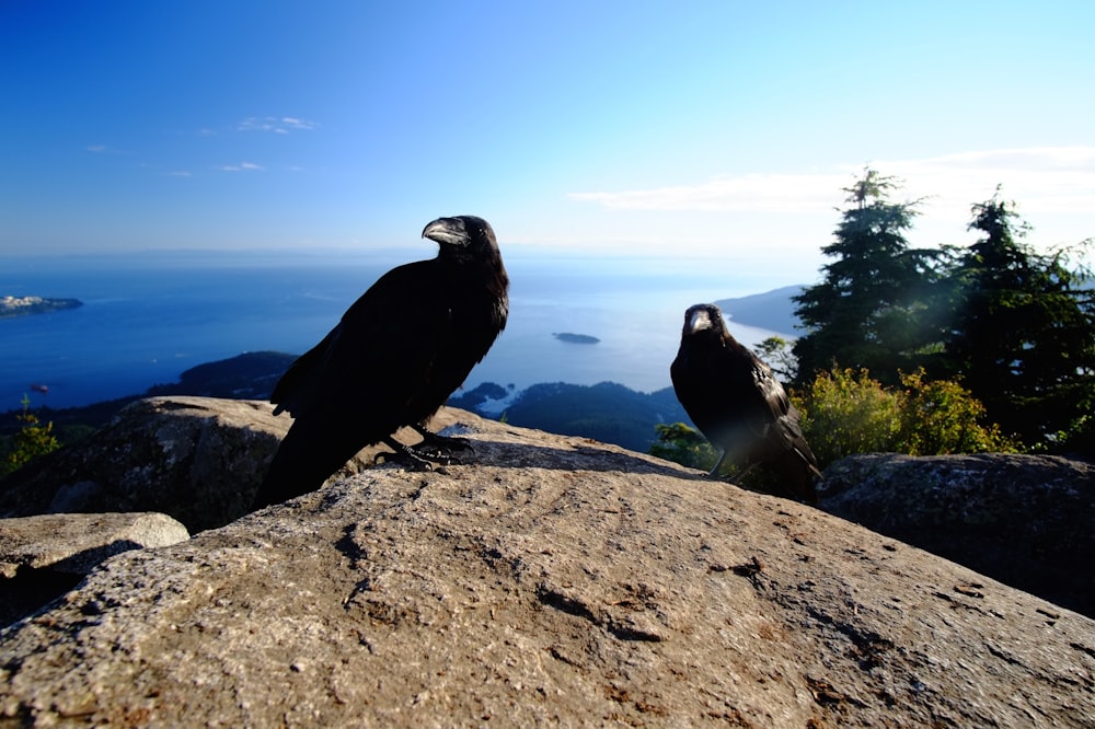 black and white bird on gray rock during daytime