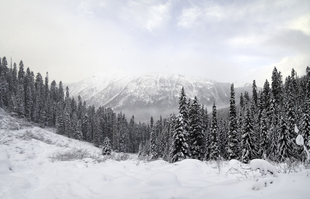 snow covered pine trees and mountains