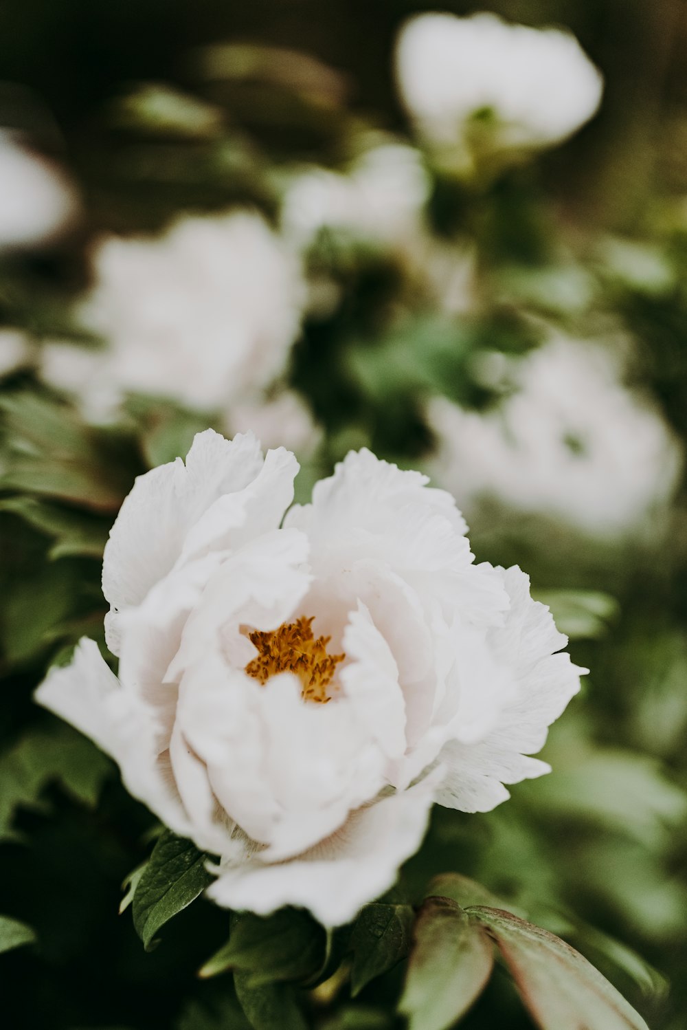 white flower in tilt shift lens