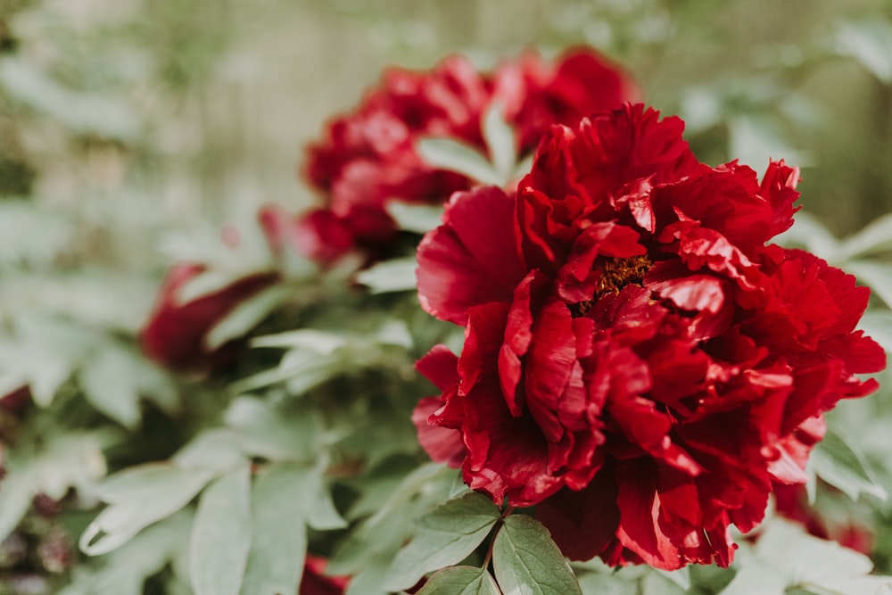 red flower in tilt shift lens