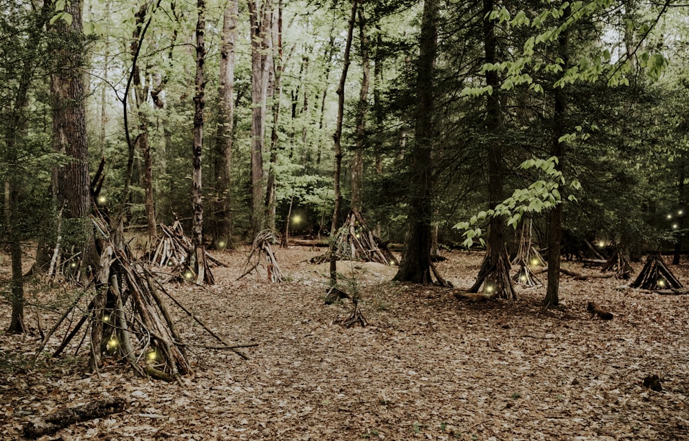 green trees on brown soil