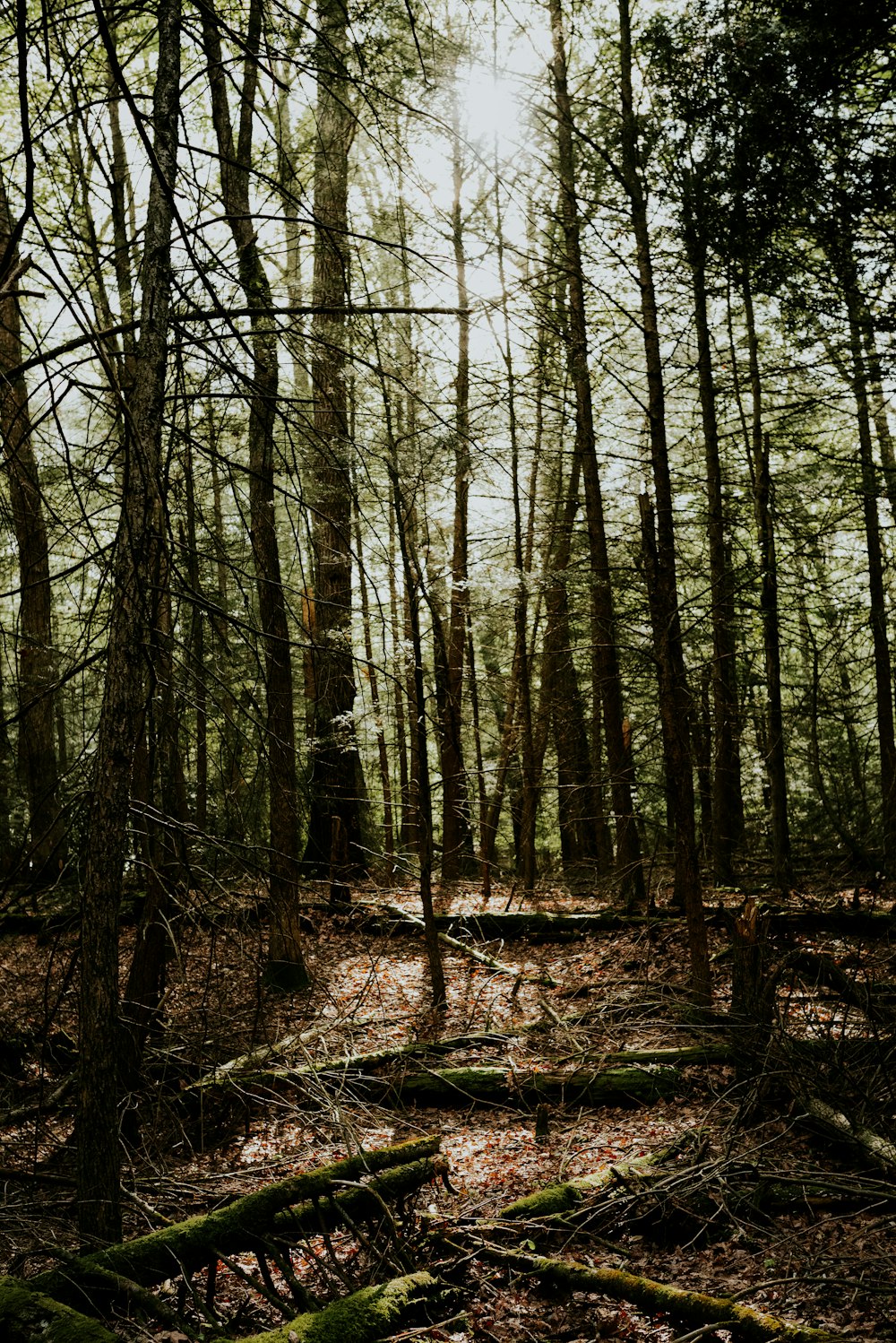 brown trees on forest during daytime