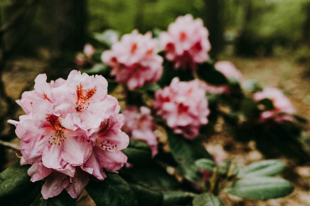 pink and white flowers in tilt shift lens