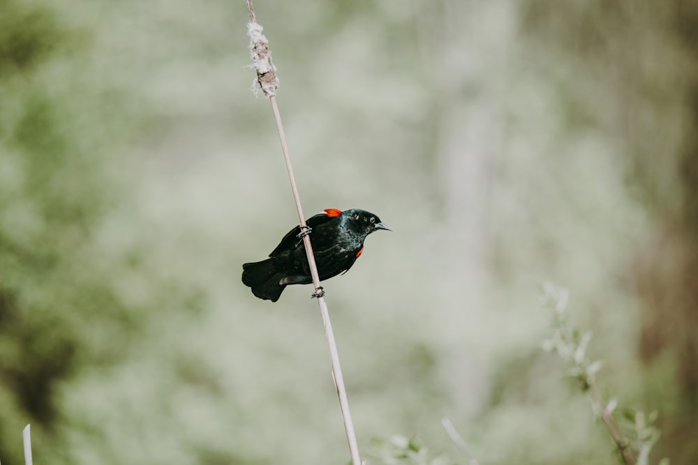 uccello nero e rosso sul ramo marrone dell'albero durante il giorno