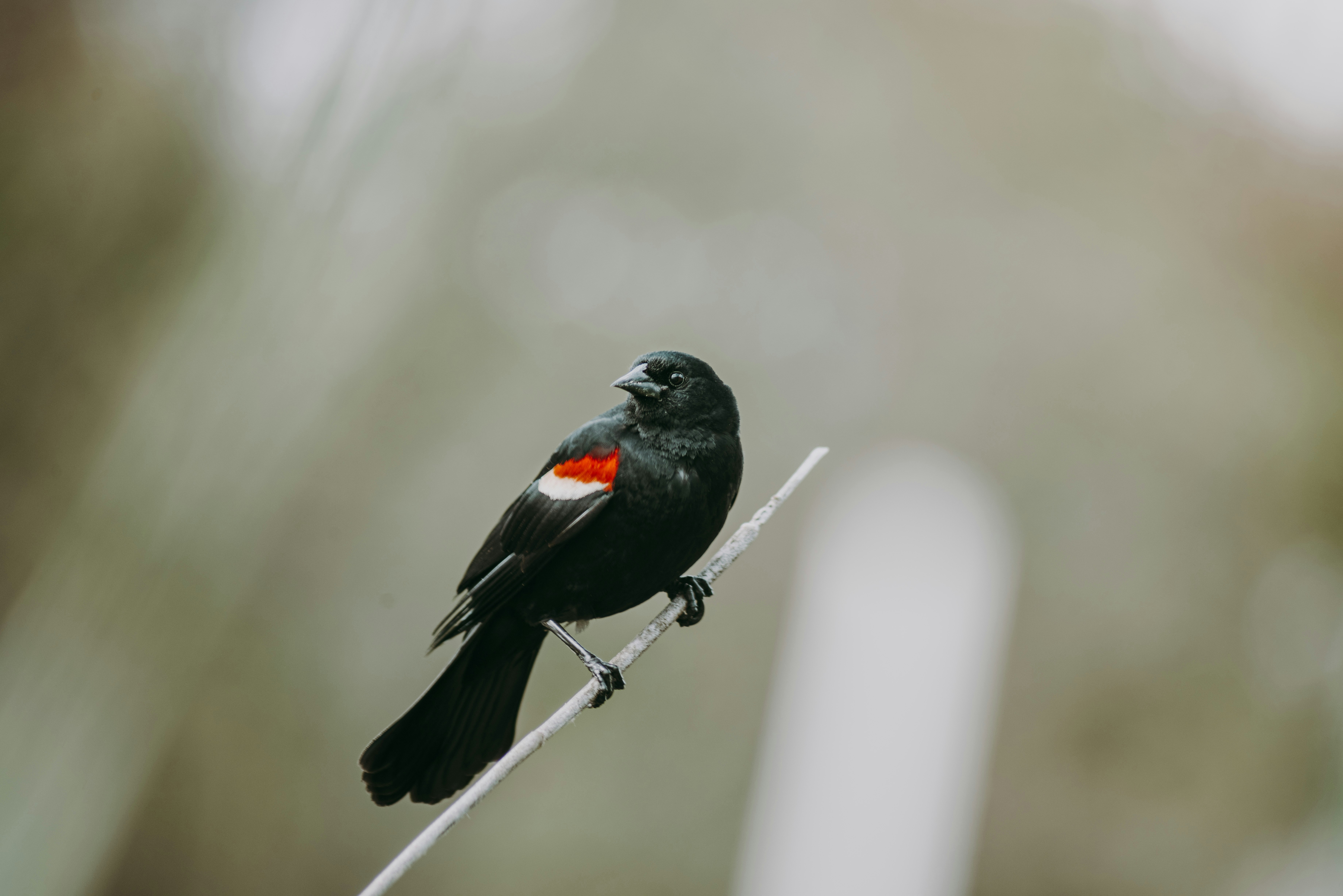 black bird on brown tree branch