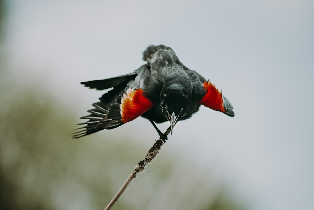 black and orange bird on brown tree branch