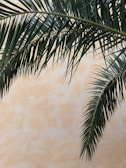 Palm fronds arch over a textured, light tan wall. The leaves are a deep green, casting subtle shadows on the wall, creating an inviting, tropical atmosphere.