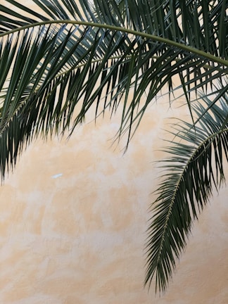 Palm fronds arch over a textured, light tan wall. The leaves are a deep green, casting subtle shadows on the wall, creating an inviting, tropical atmosphere.