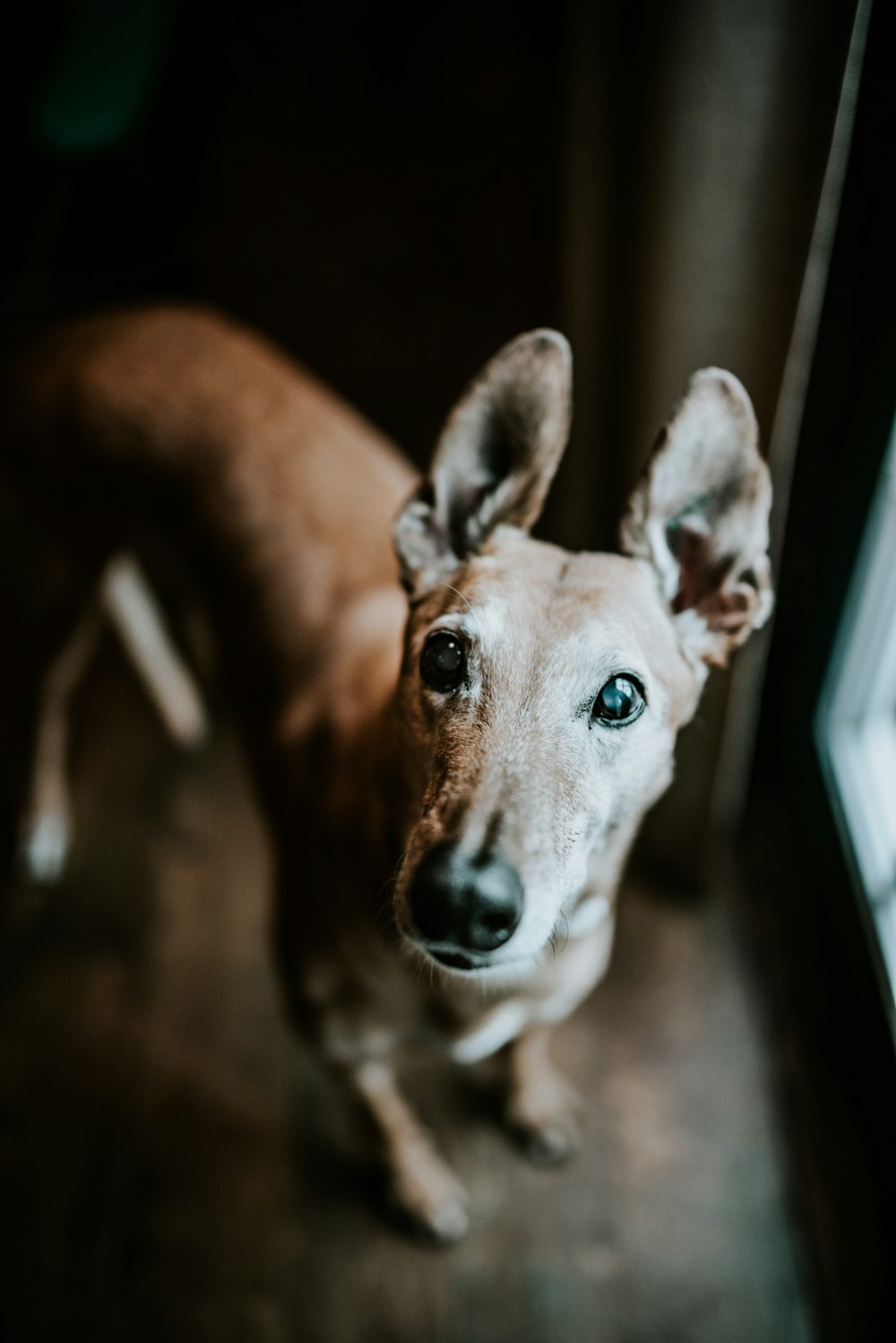 white and brown short coated dog