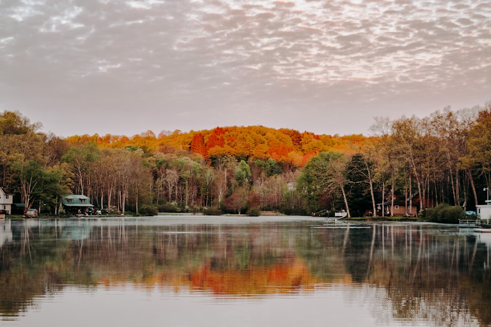 brown and green trees beside river during daytime