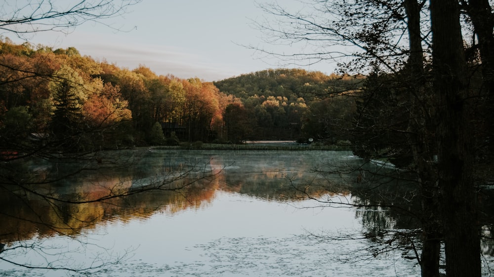 brown trees beside river during daytime