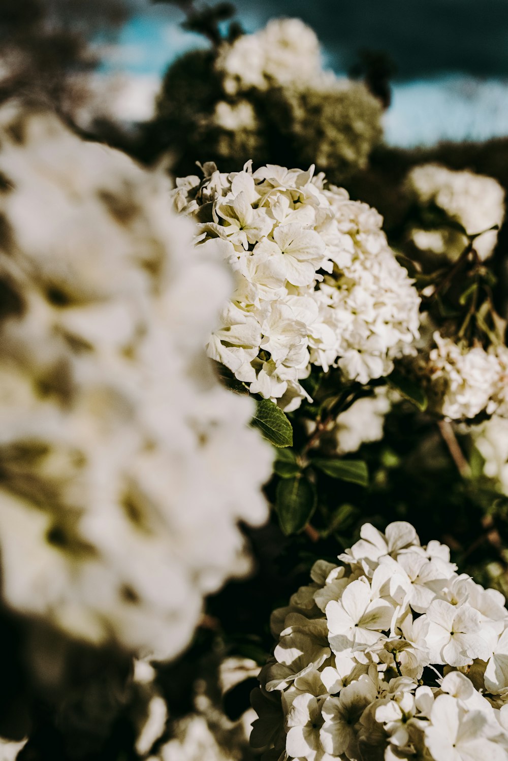 white flowers in tilt shift lens