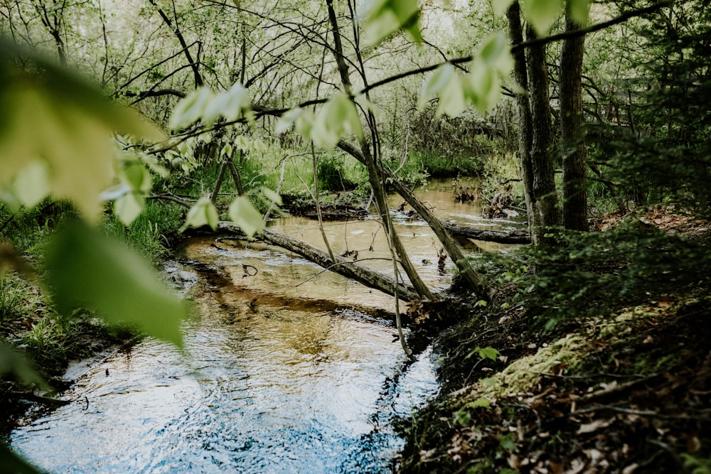 Grüne Bäume am Fluss während des Tages