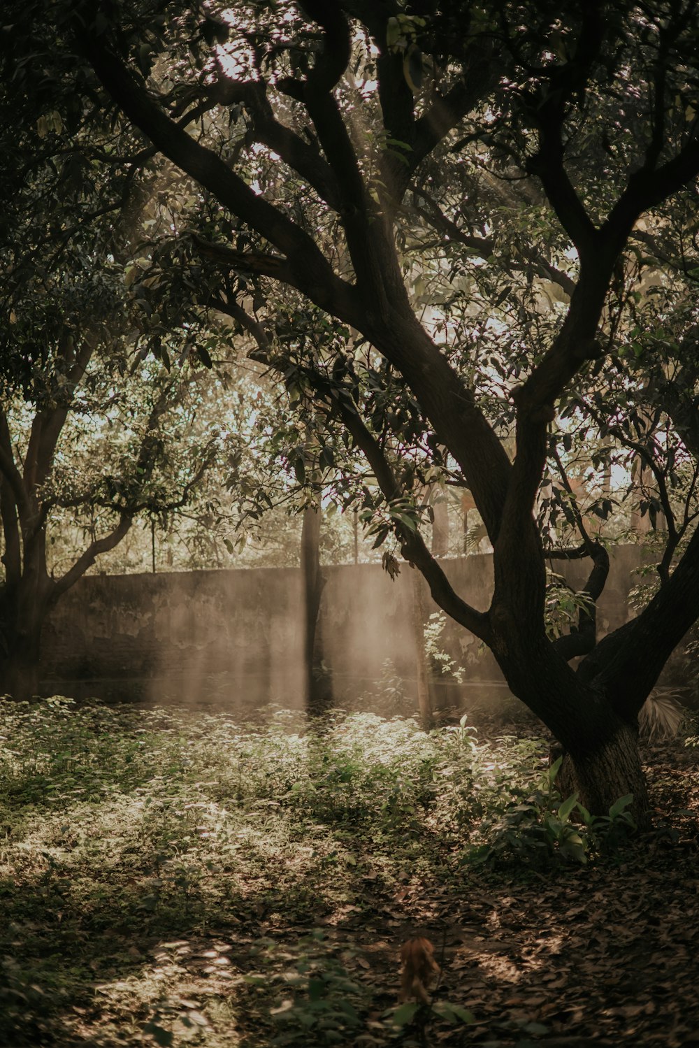 campo di erba verde con alberi durante il giorno