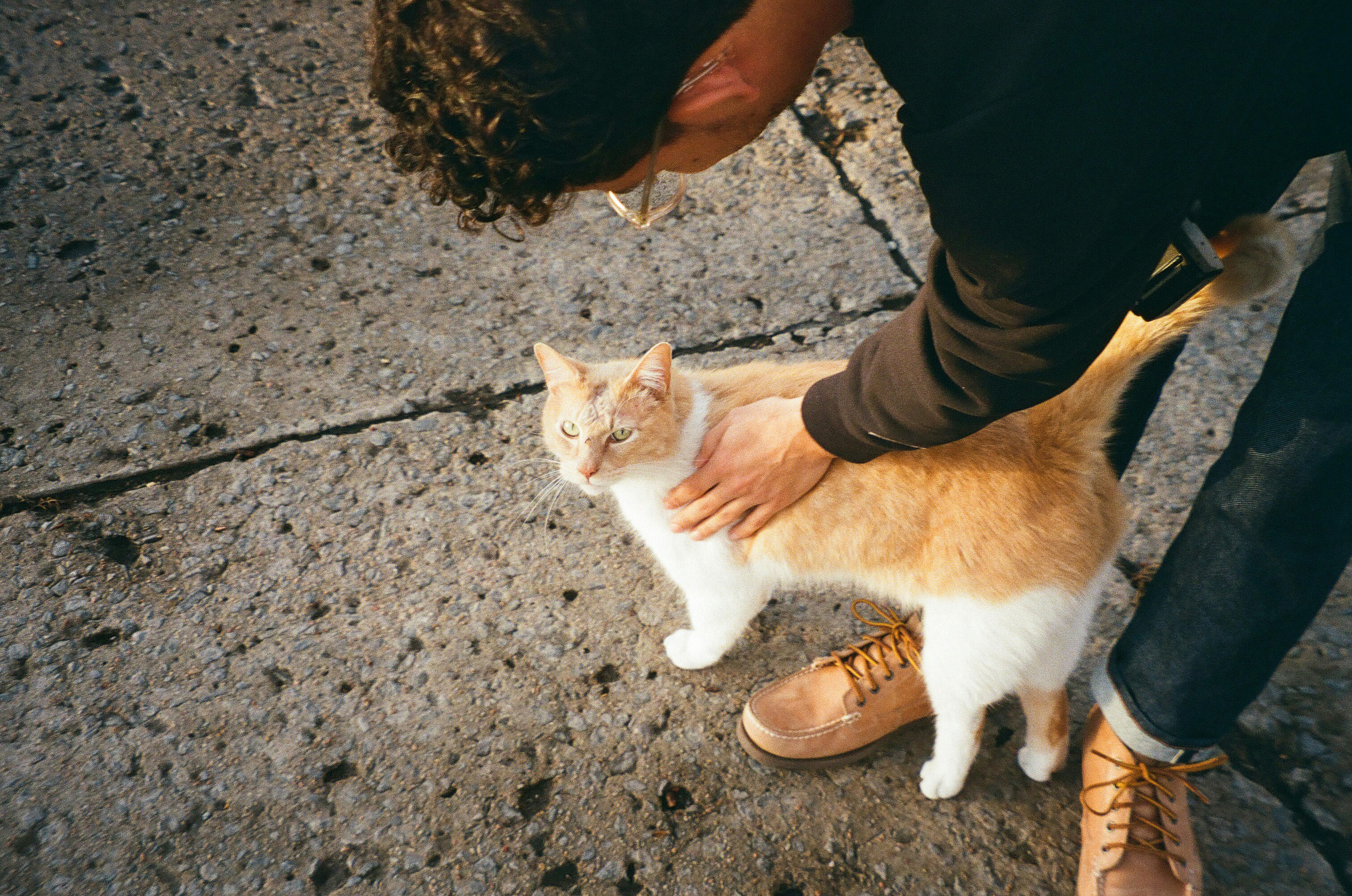 Sudden “Zoomies”: Bursts of Wild Energy (image credits: unsplash)