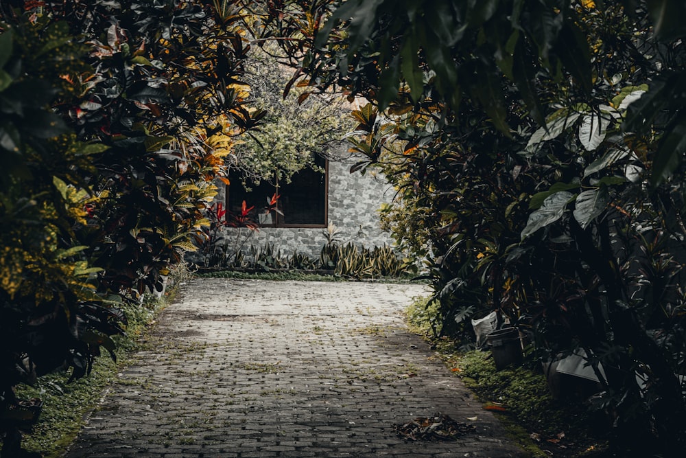 gray concrete pathway between green and yellow trees