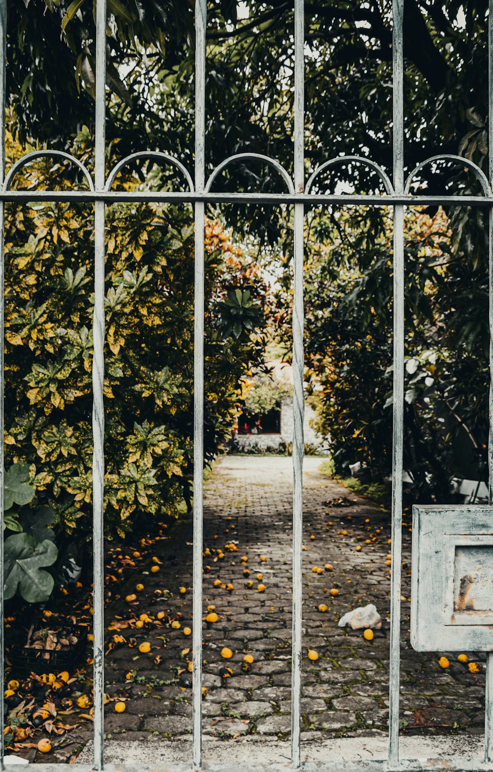 hojas amarillas y verdes en una cerca de metal blanco