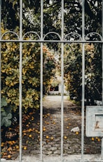yellow and green leaves on white metal fence