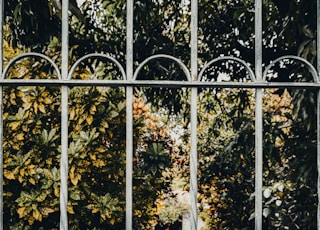 yellow and green leaves on white metal fence