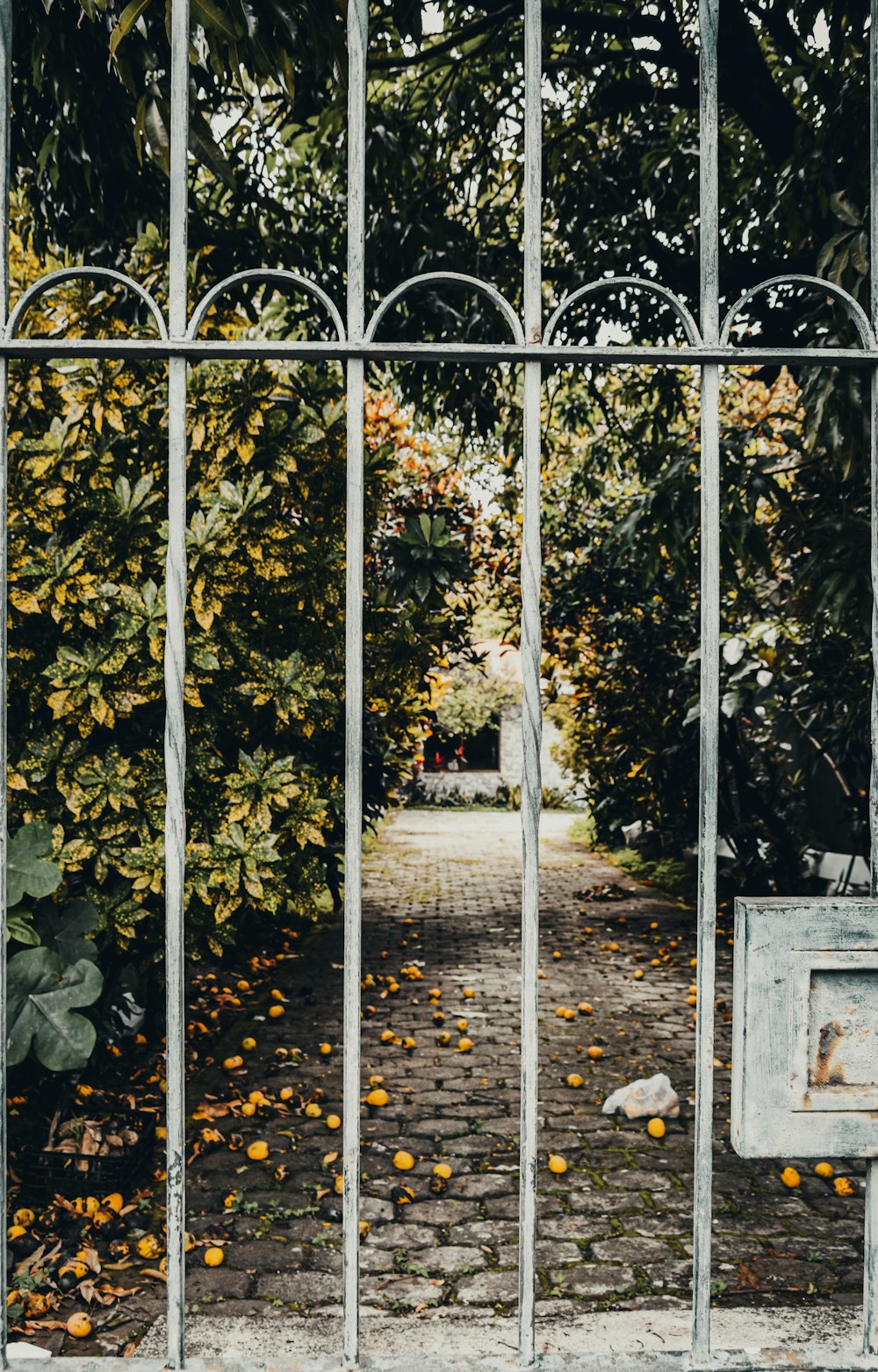 yellow and green leaves on white metal fence