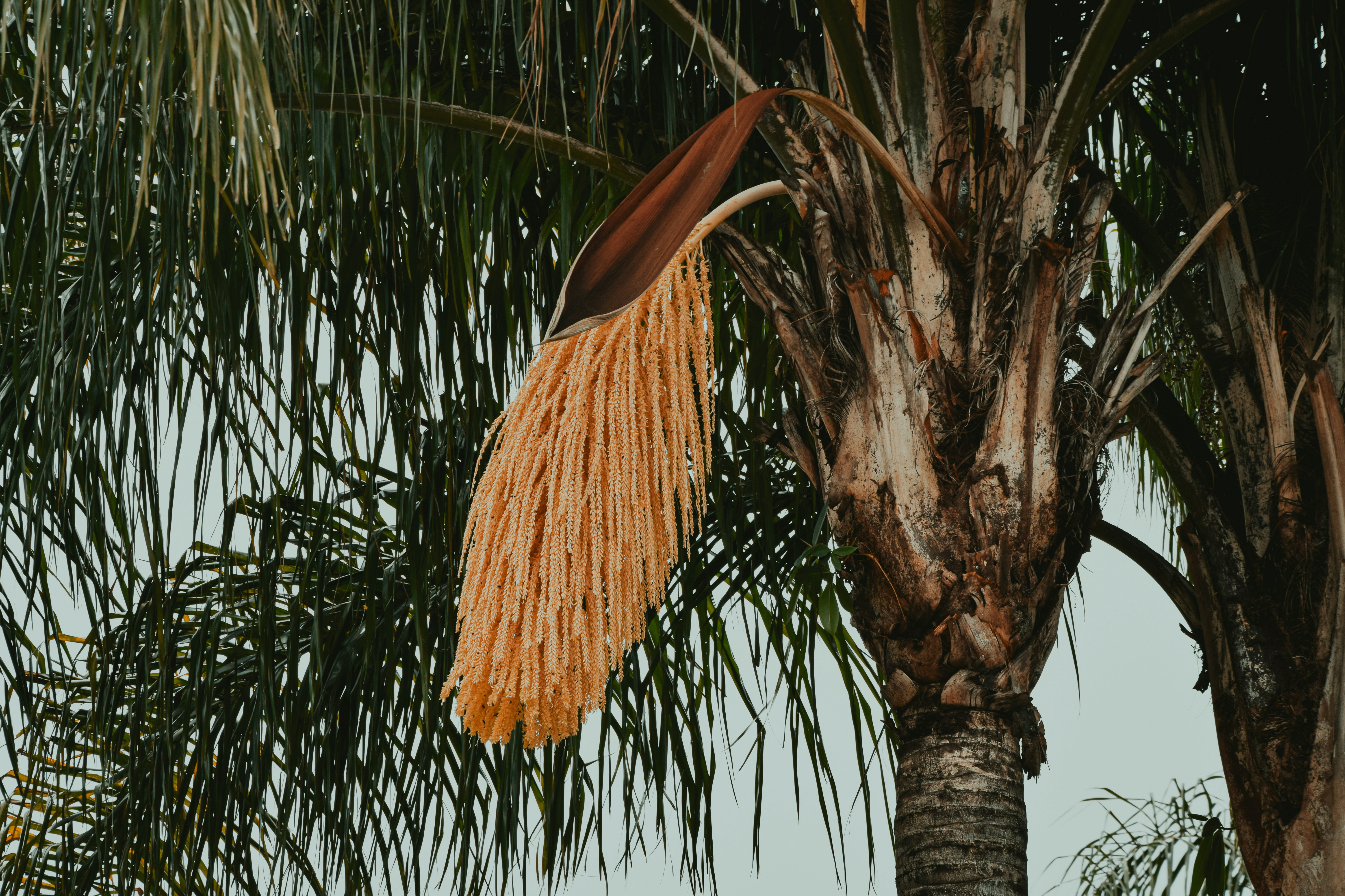 brown and green tree during daytime