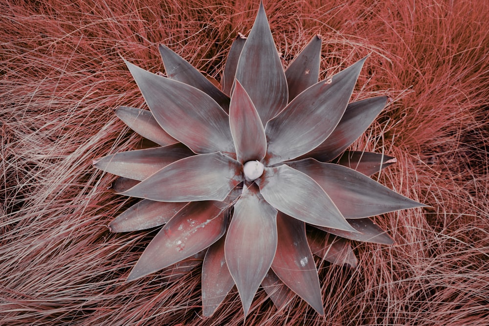 green and brown plant on brown grass