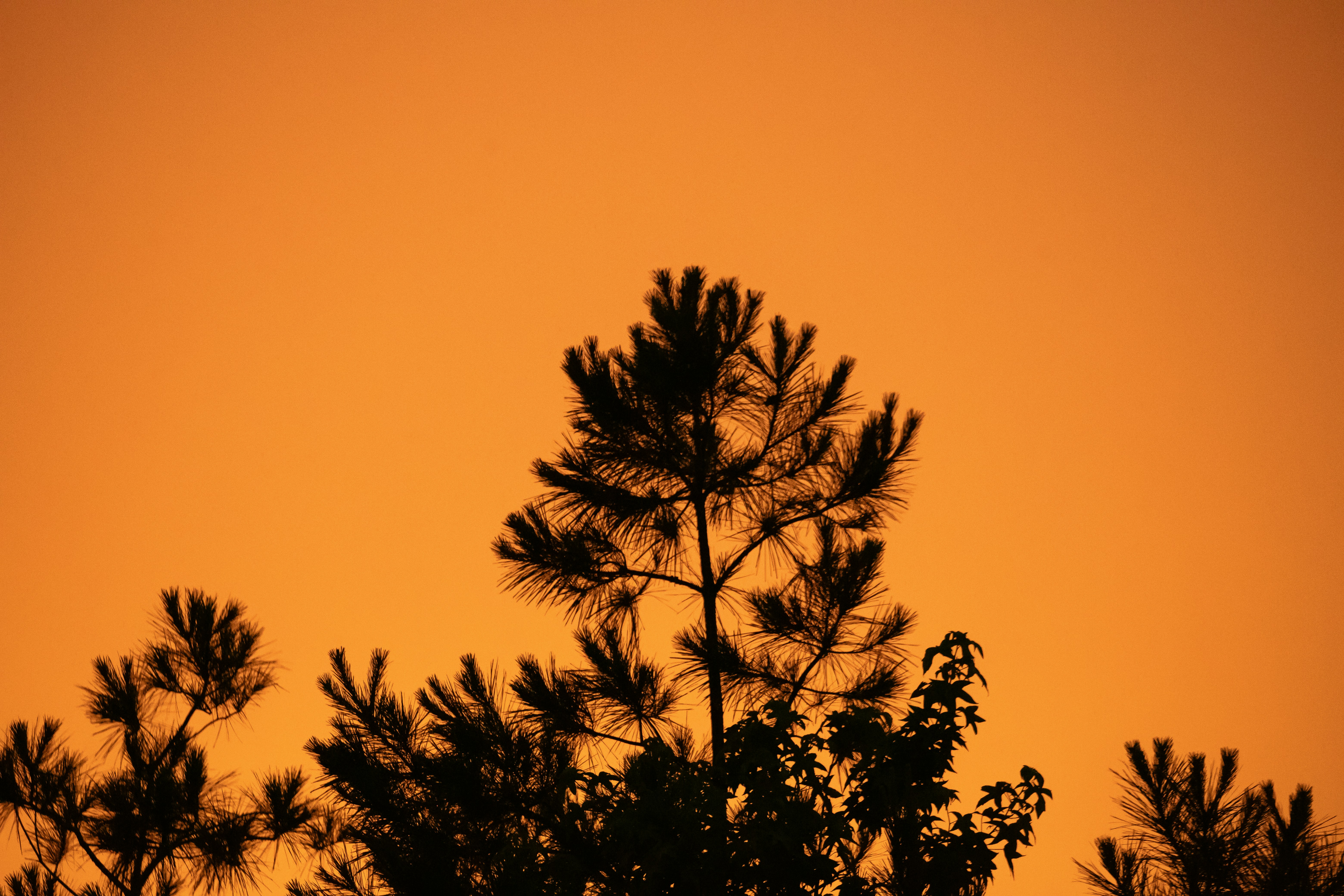 silhouette of tree during sunset