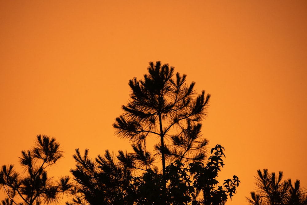 silhouette of tree during sunset