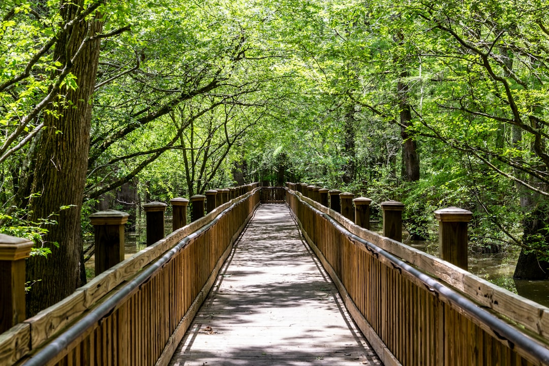 brown wooden bridge in the middle of green trees, Skylake boardwalk near Belzoni, MS. Giant cypress trees live here.