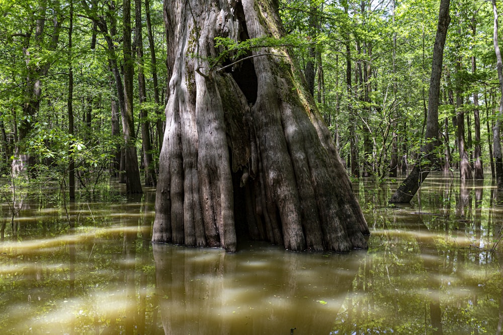 tronc d’arbre brun sur plan d’eau