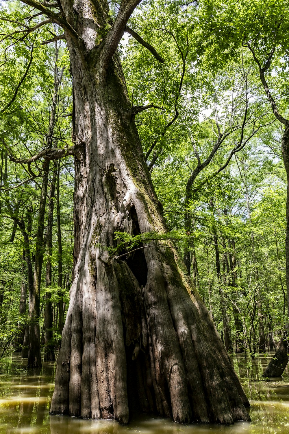 brown tree trunk during daytime