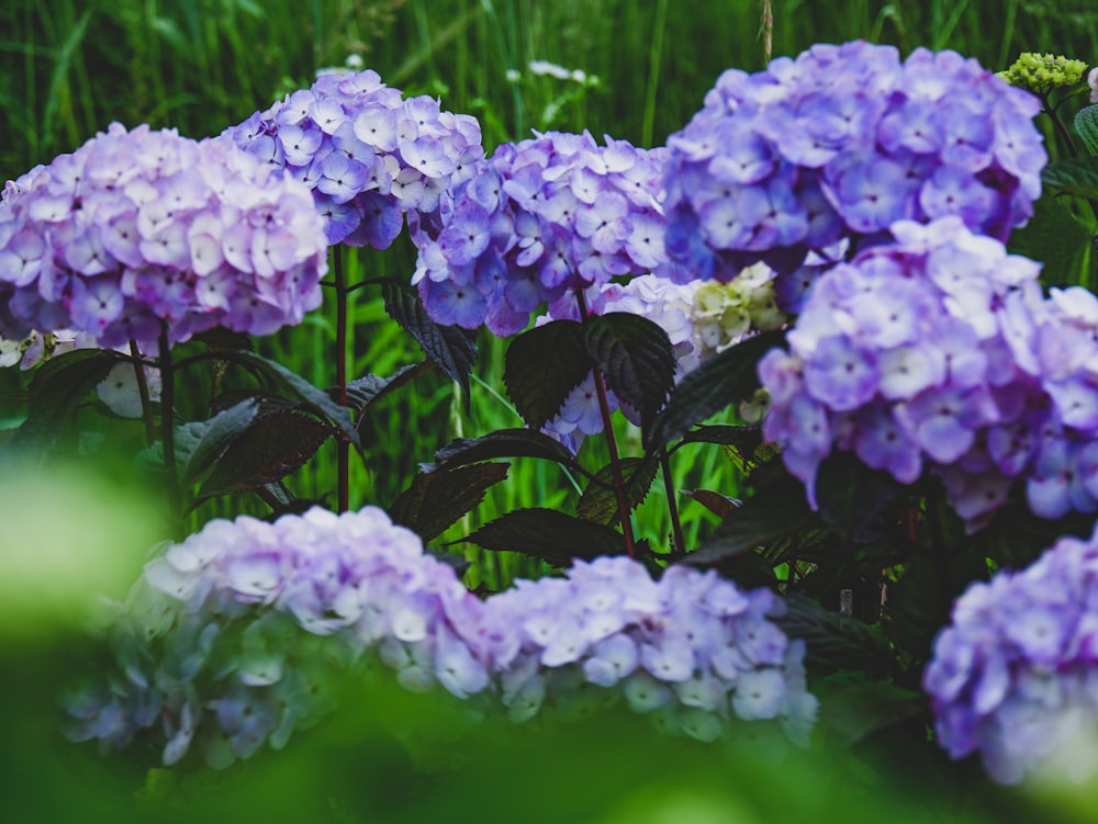 purple flowers in tilt shift lens