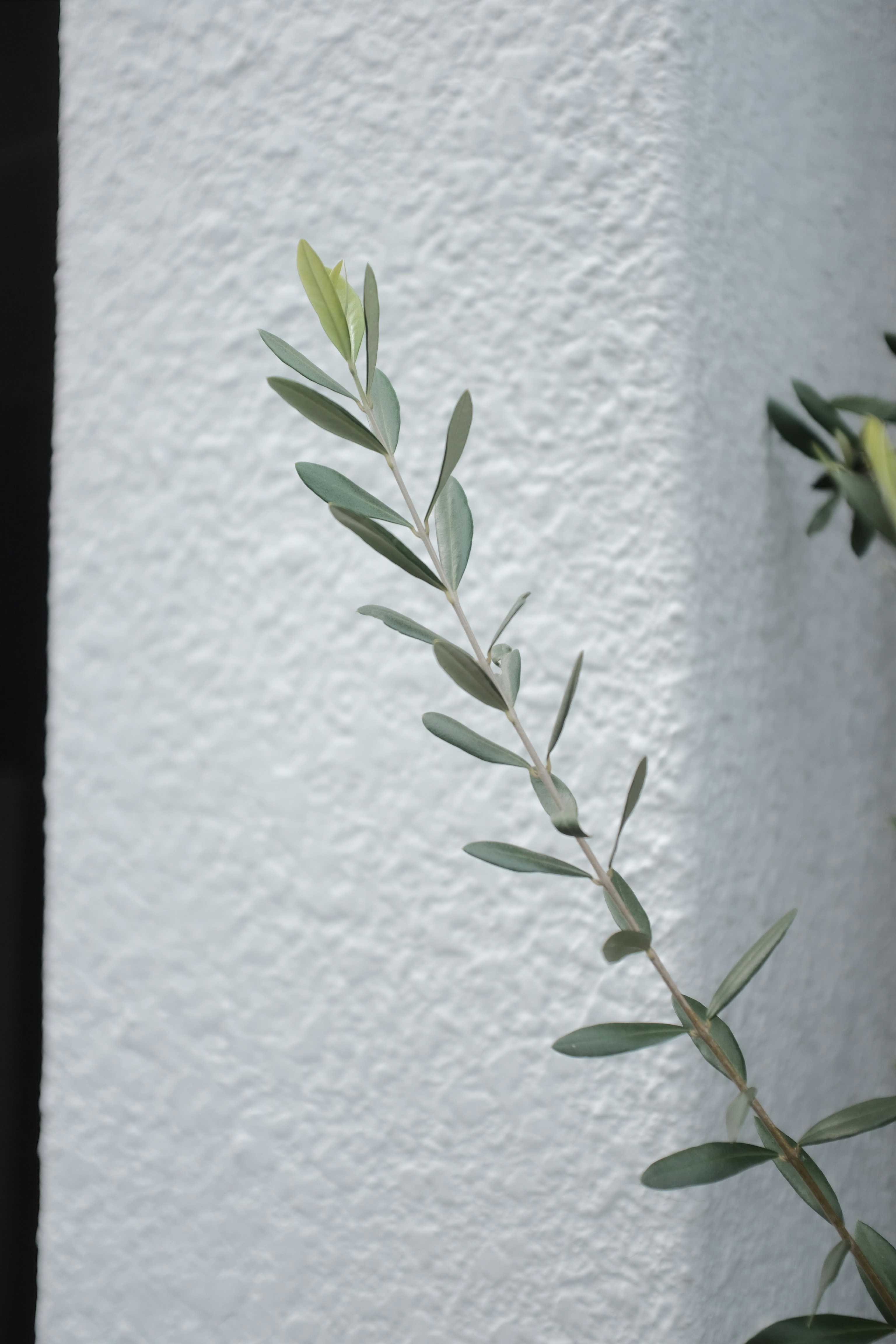 olive skin tones wallpaper, wallpaper, Outfit Colors for Olive Skin: A Matching Guide 2
