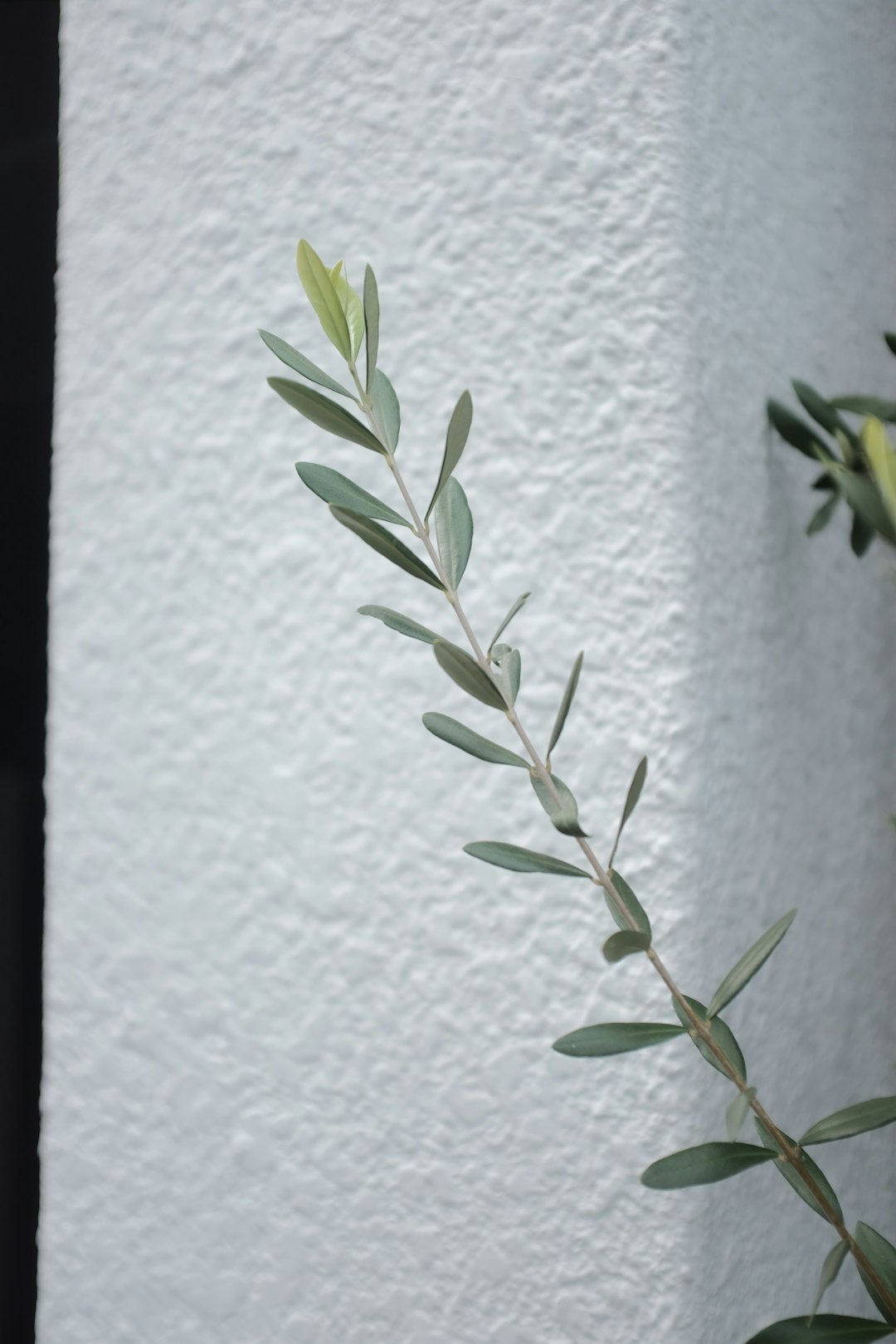 green plant on white wall