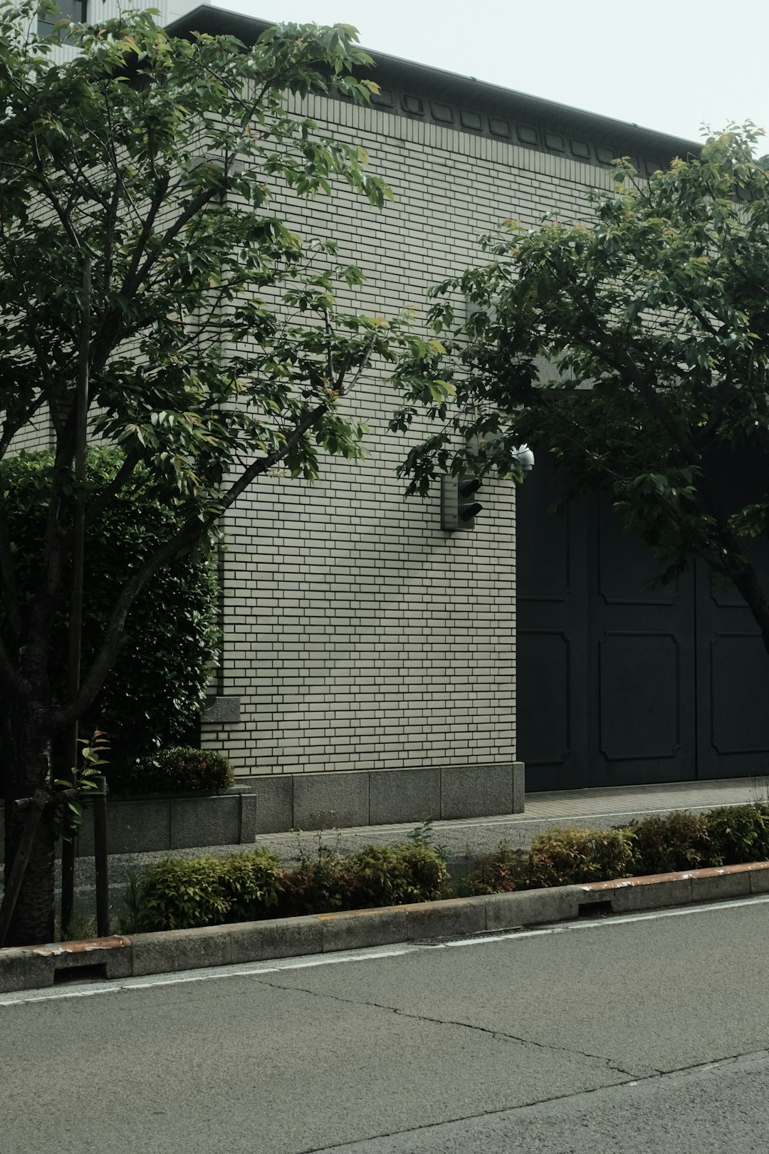 green tree beside gray concrete building during daytime