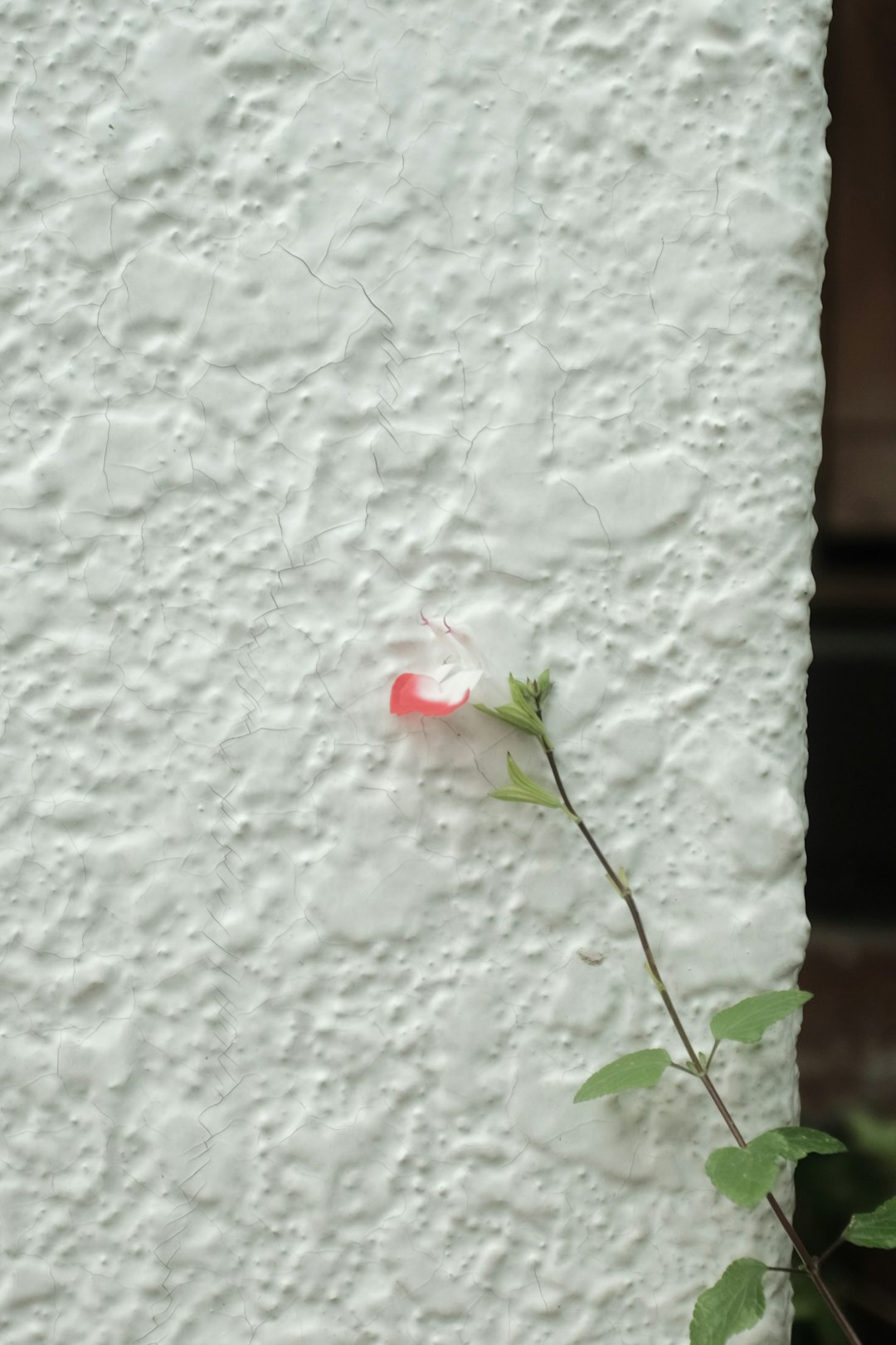 white and red rose on white surface