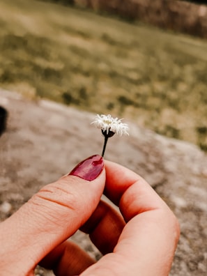 Close-up of a hand with freshly painted glossy red nails holding a delicate flower.