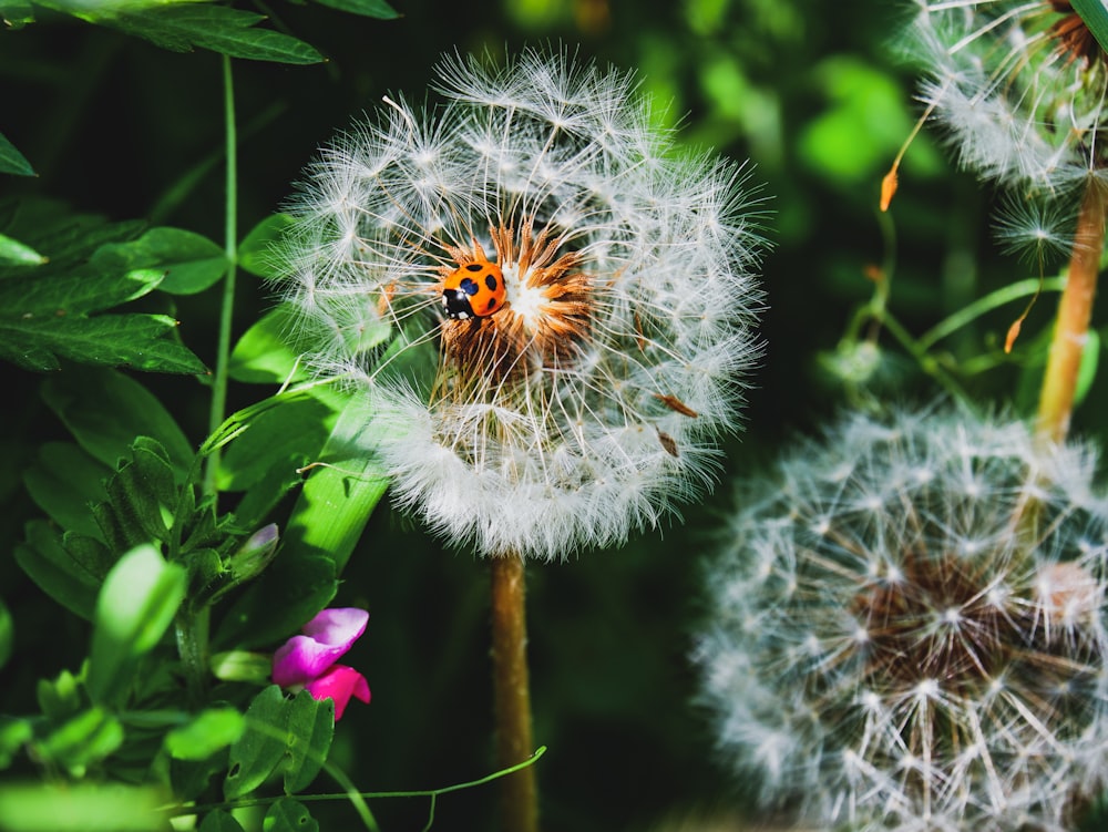 white dandelion in close up photography