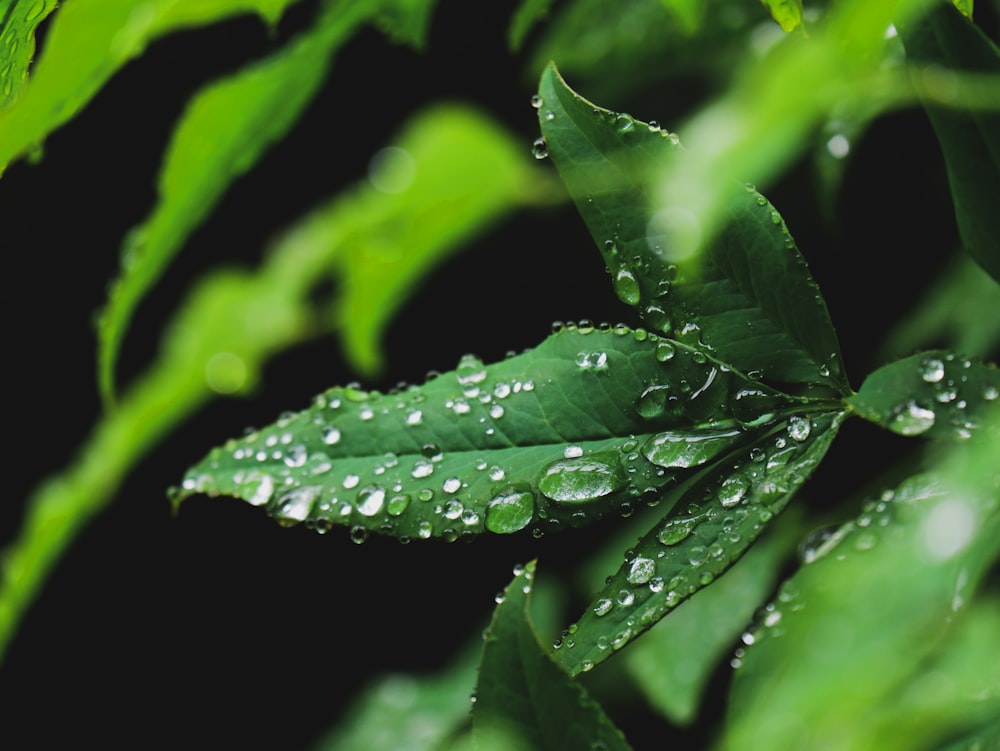 water droplets on green leaf