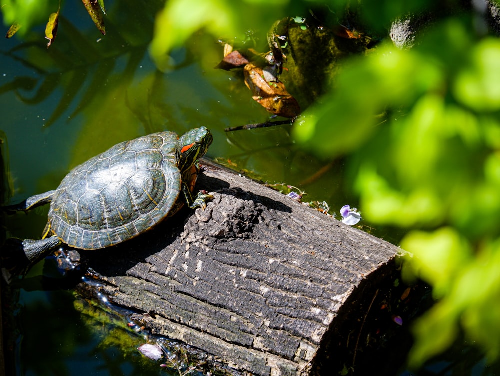 green turtle on brown wood log