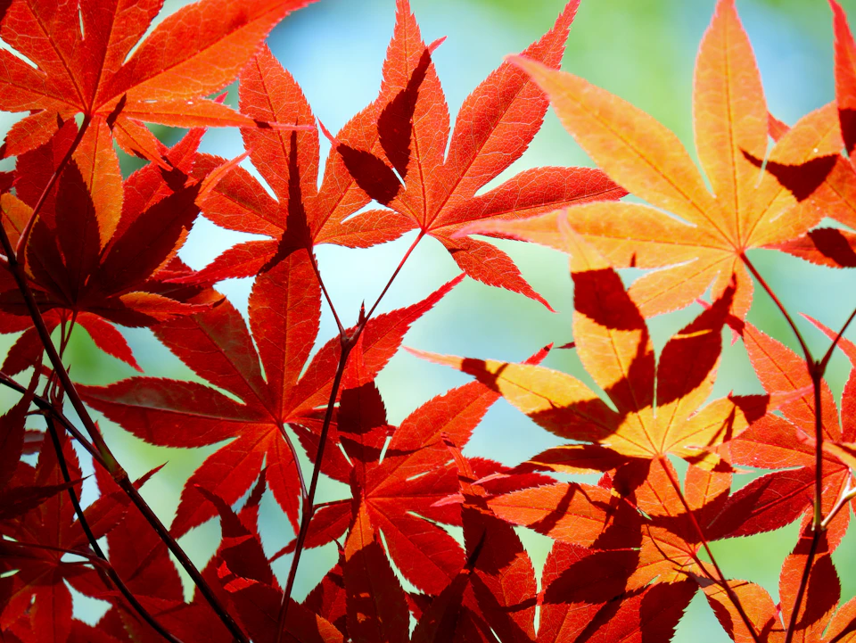 Vivid red and gold Japanese maple leaves at the peak of Tokyo's autumn koyo season
