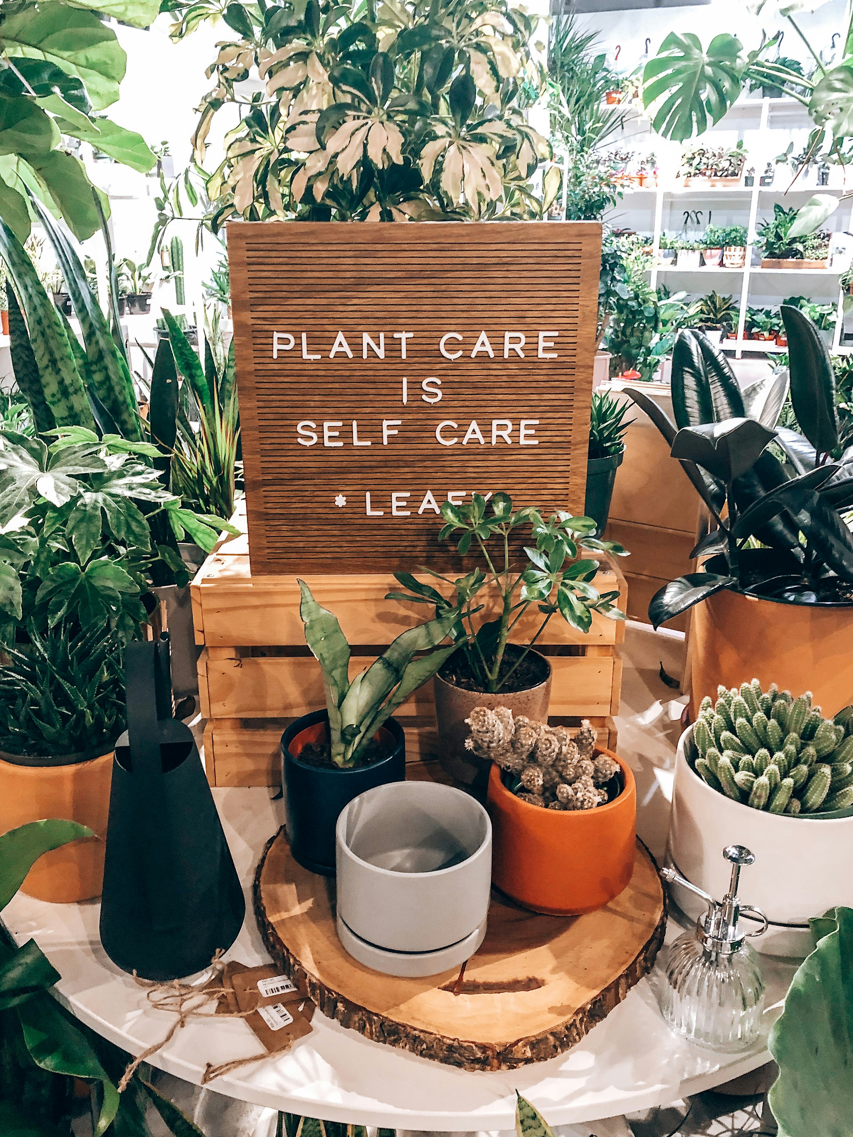 piante di cactus verdi su vasi di argilla marrone