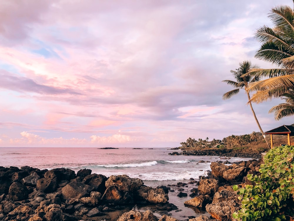 green palm tree on brown rock formation near sea under white clouds during daytime