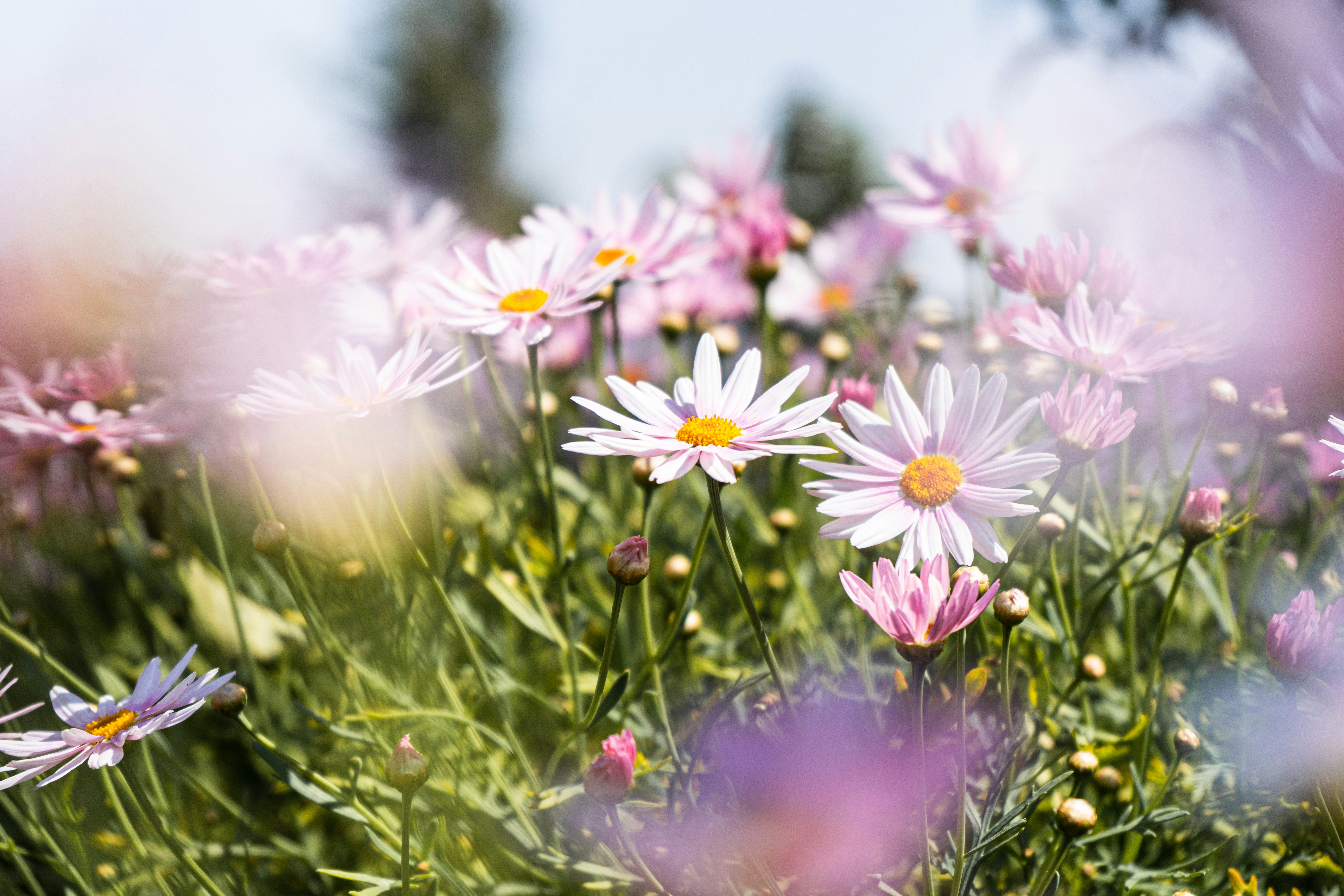 Photo by thilak_cm212