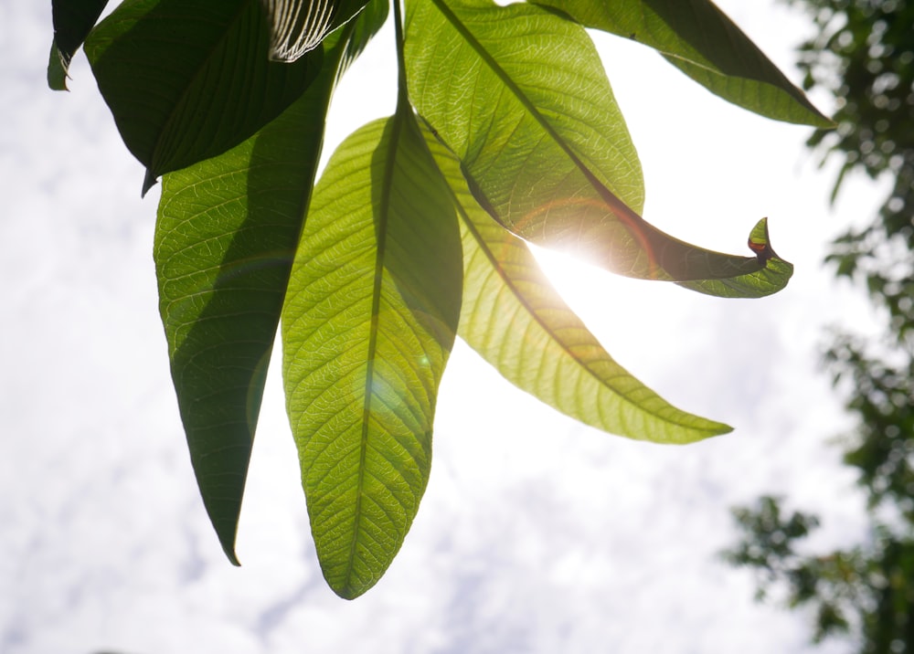 foglia verde sotto nuvole bianche durante il giorno