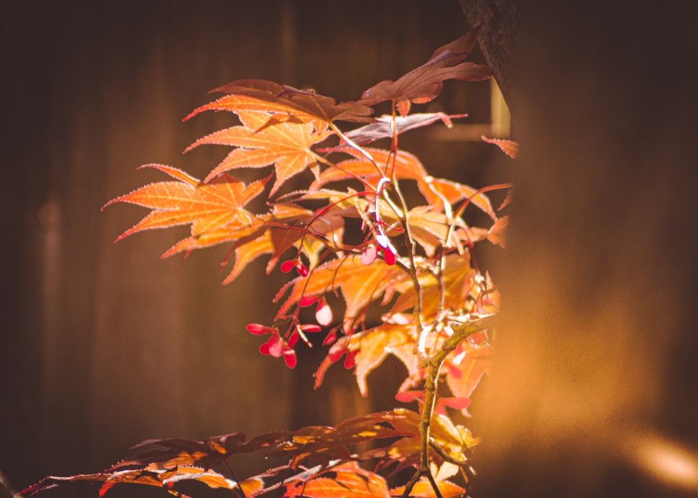 red and brown leaves in tilt shift lens
