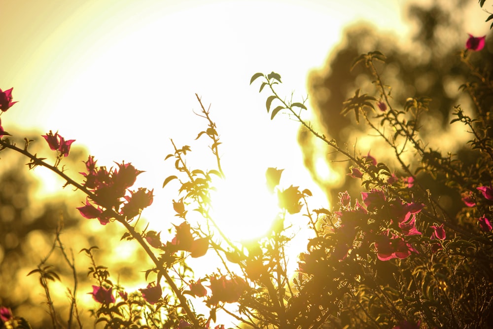 sun behind brown leaves during daytime