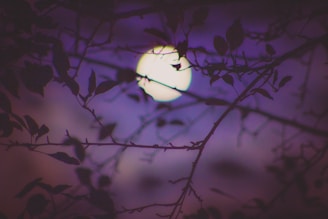 moonlight through trees